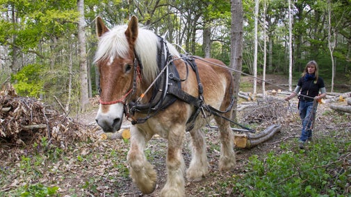 A heavy horse and their handler at work to move tree logs at Scotney Castle